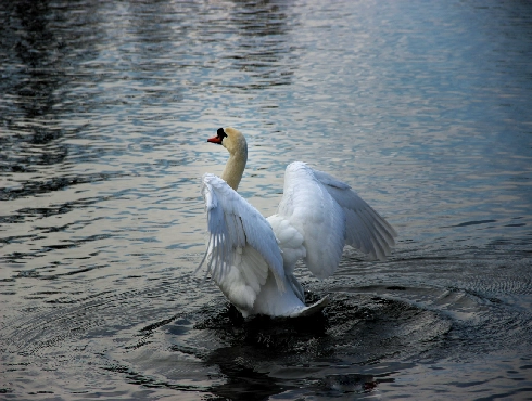 Mute Swan